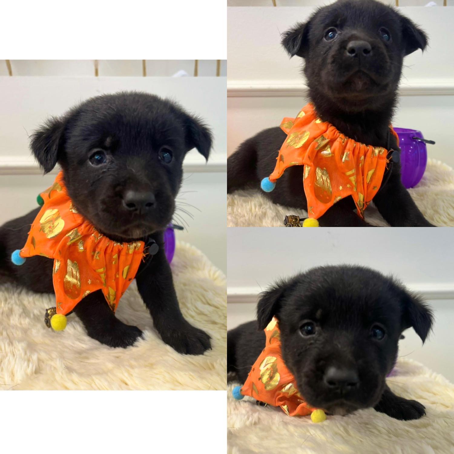 경주동물사랑보호센터_447505202501496